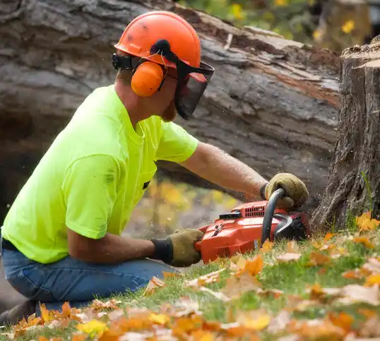 tree services Pearl River